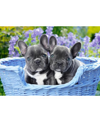 CASTORLAND Puzzle 1000 elements French Bulldog Puppies - French Bulldogs 68x47cm
