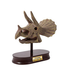 Buki muzejs Triceratops galvaskauss
