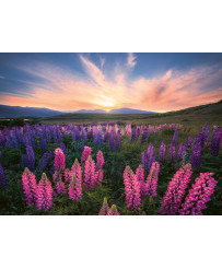 Ravensburger Puzzle 500 pc Lupines